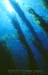 Kelp